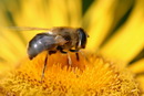 Info Bienen